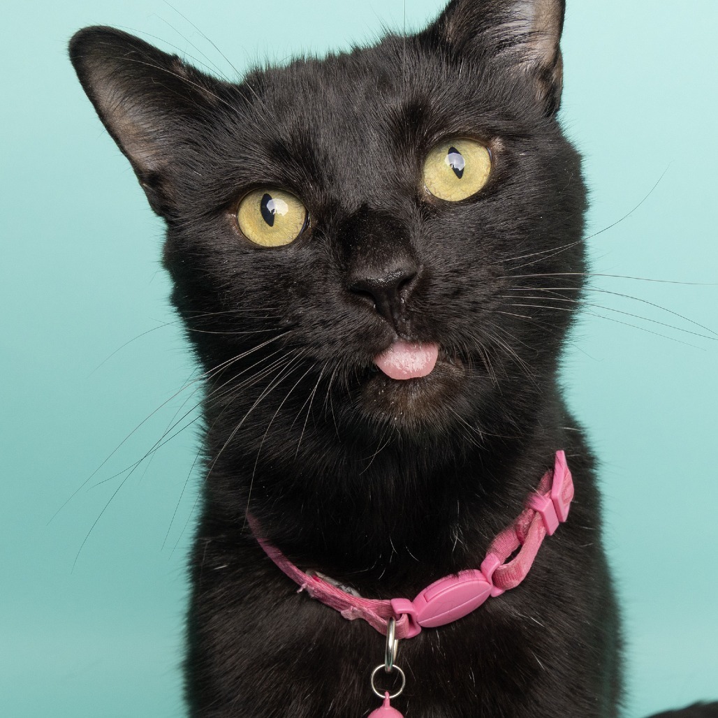 Velvet Elvis