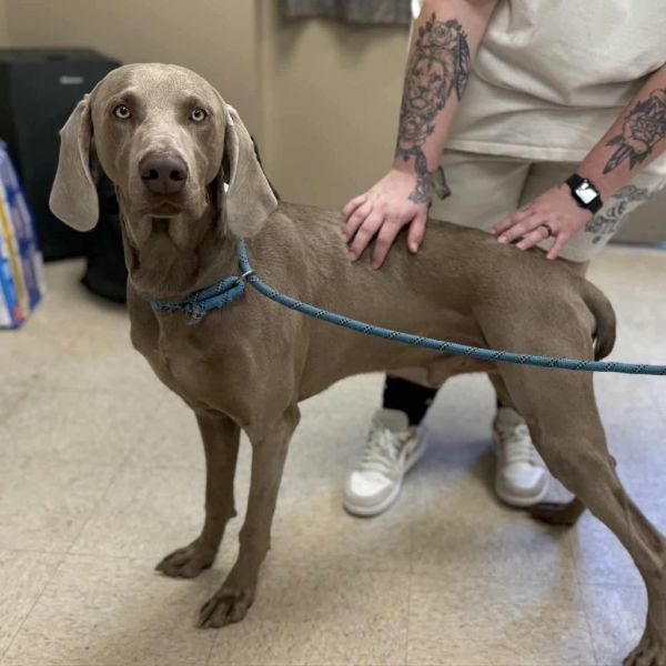 Silver Surfer photo 1