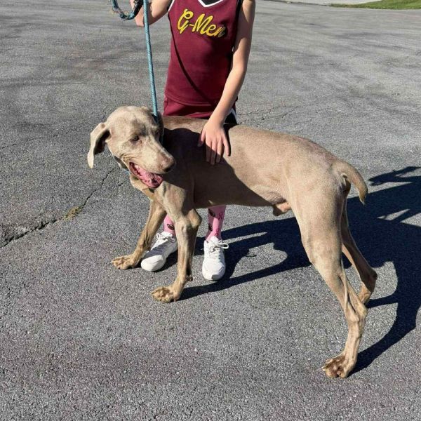 Silver Surfer thumbnail 2