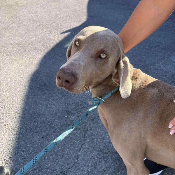 Silver Surfer thumbnail 3