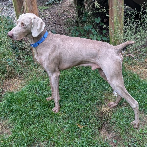 Silver Surfer thumbnail 4