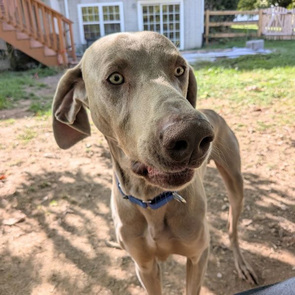 Silver Surfer thumbnail 6