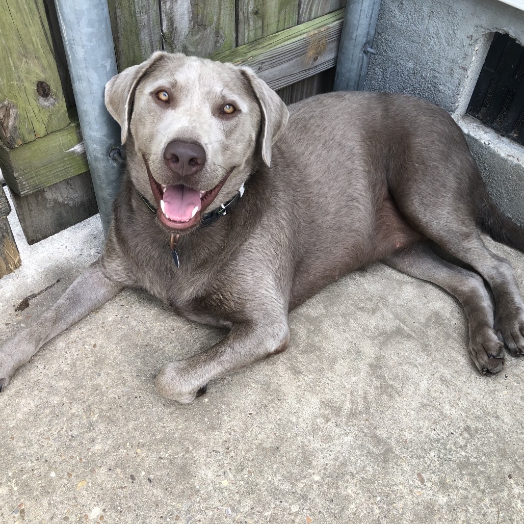 Remy Roe (Benefactor Dog)