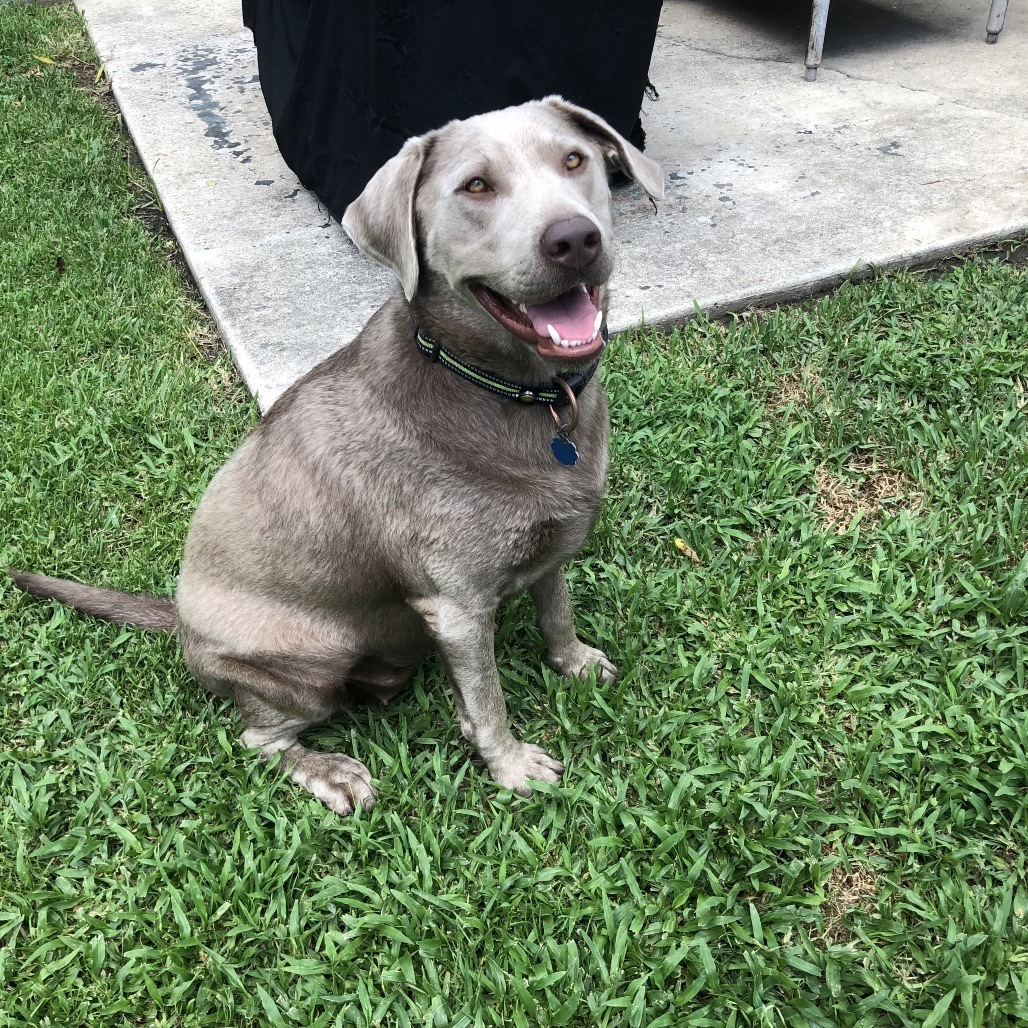 Remy Roe (Benefactor Dog)