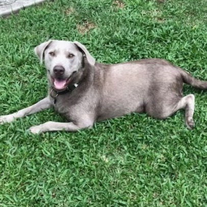 Remy Roe (Benefactor Dog)