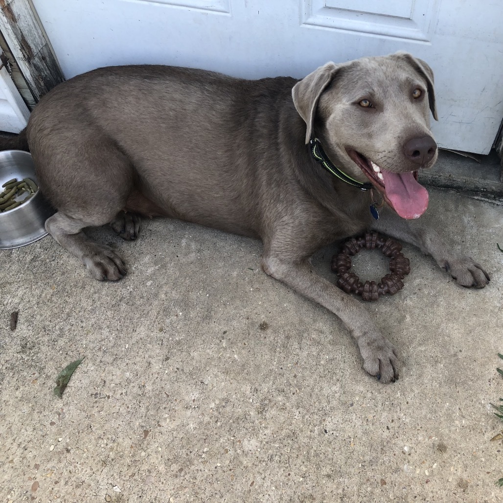 Remy Roe (Benefactor Dog)