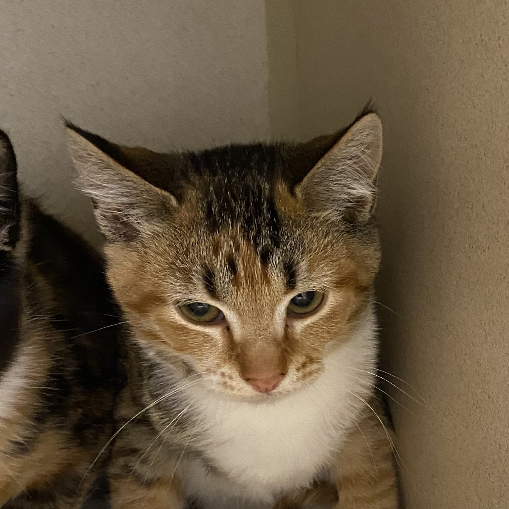 Rory, an adoptable Domestic Short Hair in Durango, CO, 81301 | Photo Image 1