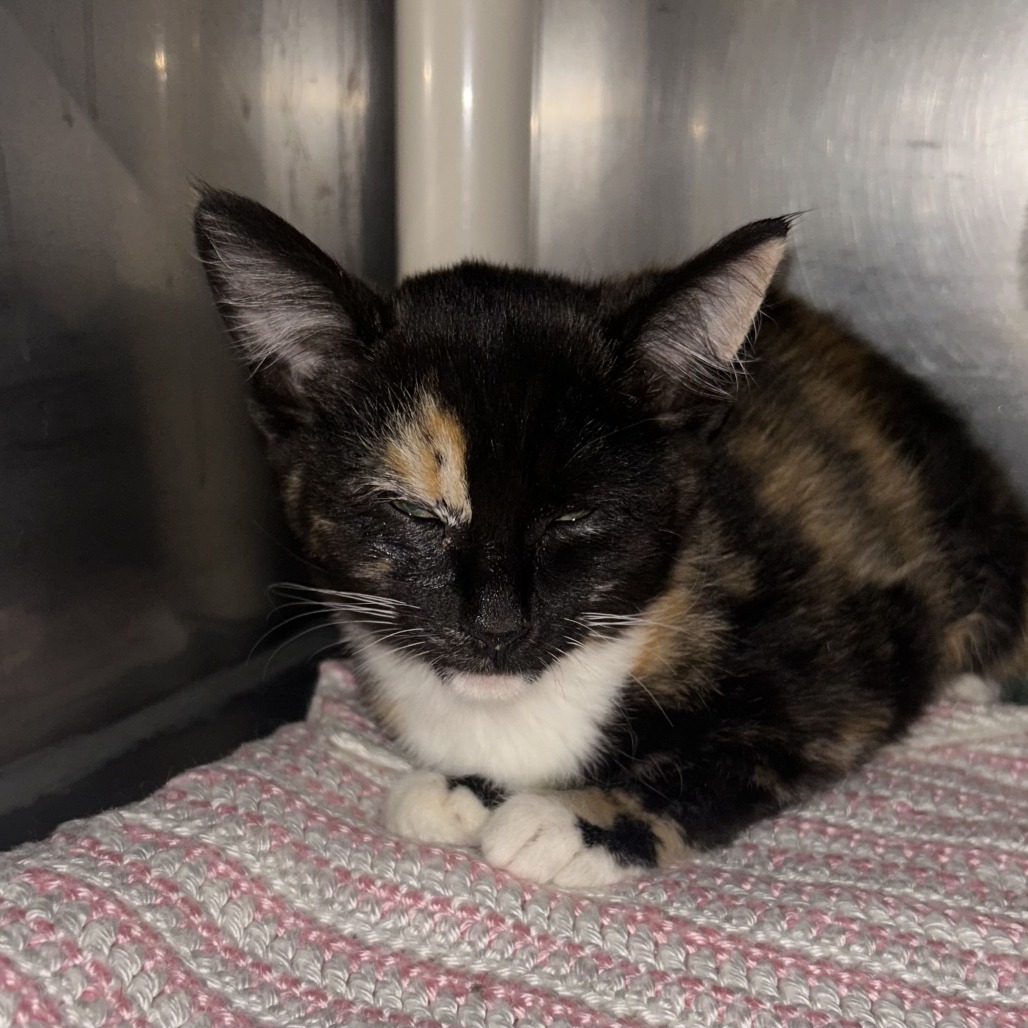 Emily, an adoptable Domestic Short Hair in Durango, CO, 81301 | Photo Image 1