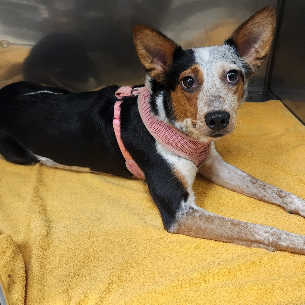 Adopt Peaches