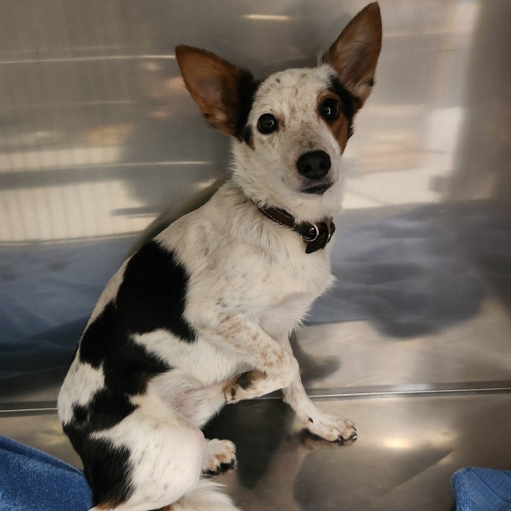 Adopt Thor