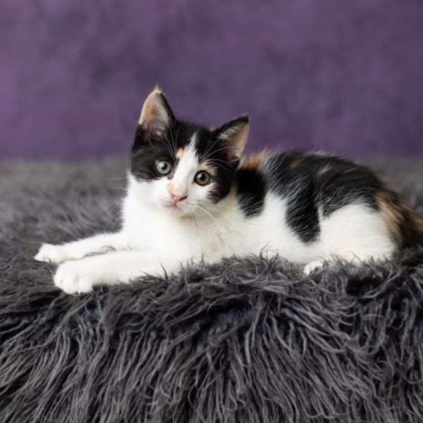 Patty Pan thumbnail 2