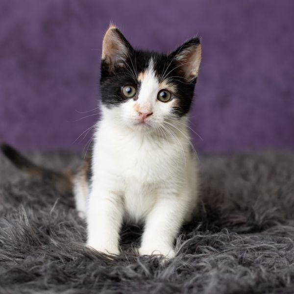 Patty Pan thumbnail 3