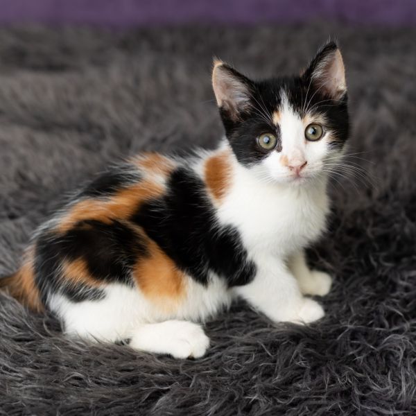 Patty Pan thumbnail 4