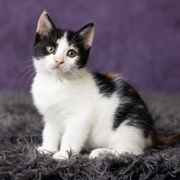 Patty Pan thumbnail 5