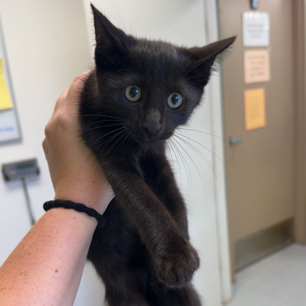 Nova