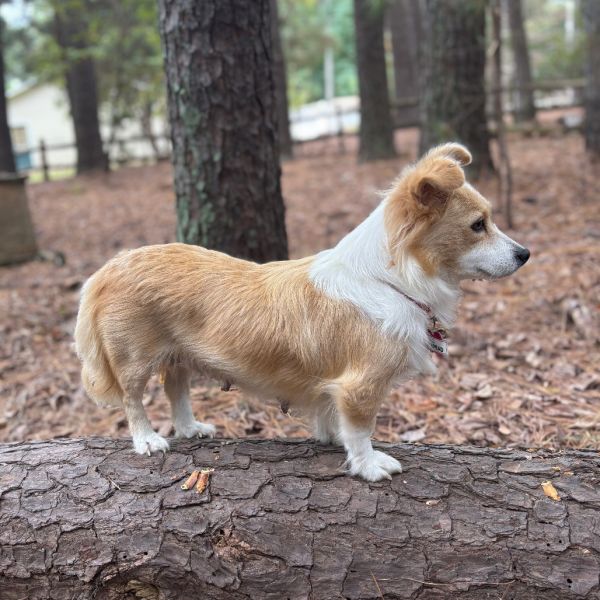 Shortbread thumbnail 2