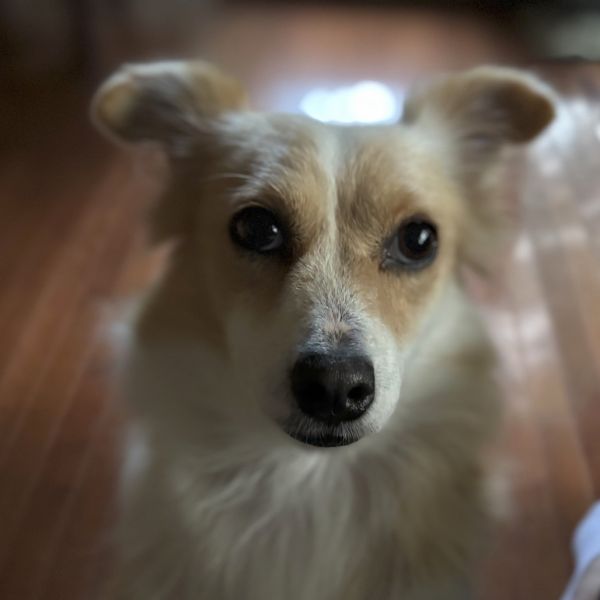 Shortbread thumbnail 3