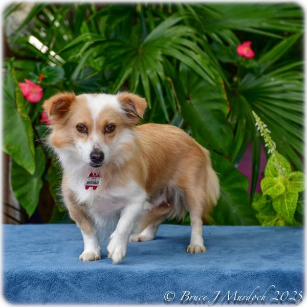 Shortbread thumbnail 4