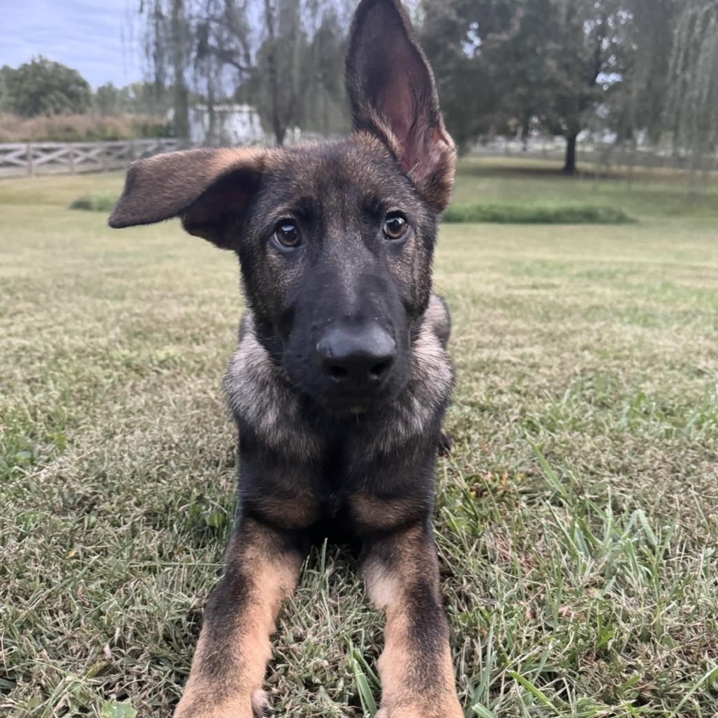Wally, "Grizzly"