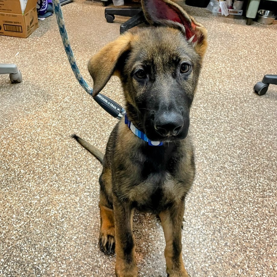 Wally, "Grizzly"
