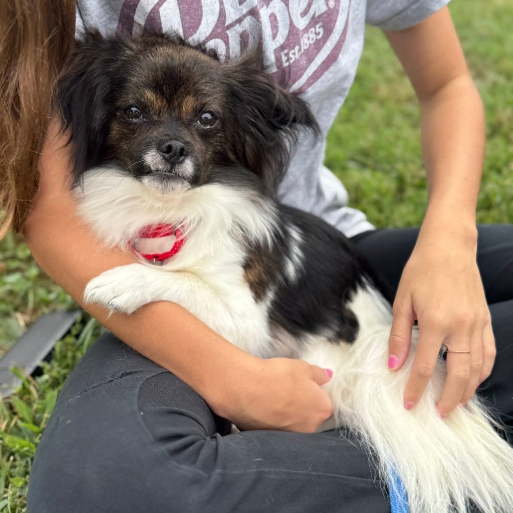 Eight-ball, an adoptable Papillon in Fredericksburg, VA, 22408 | Photo Image 3