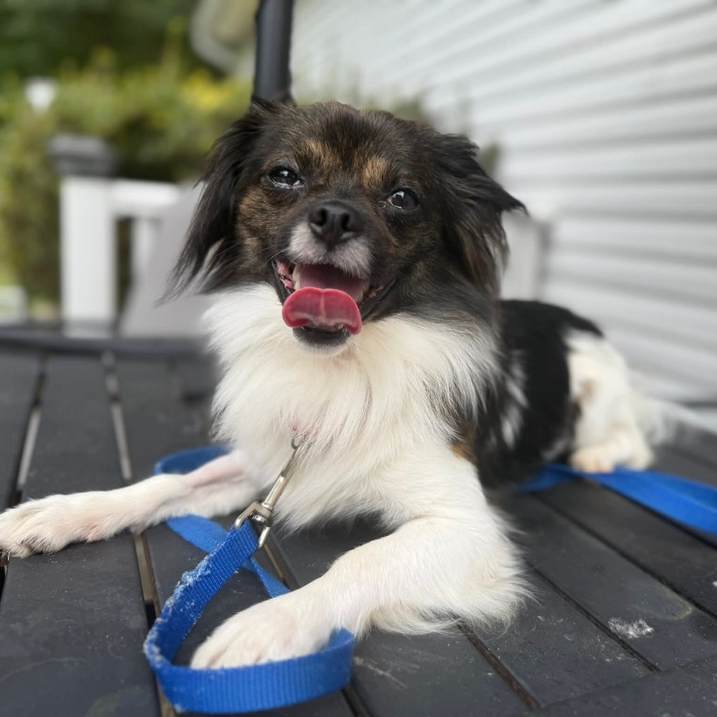 Eight-ball, an adoptable Papillon in Fredericksburg, VA, 22408 | Photo Image 5