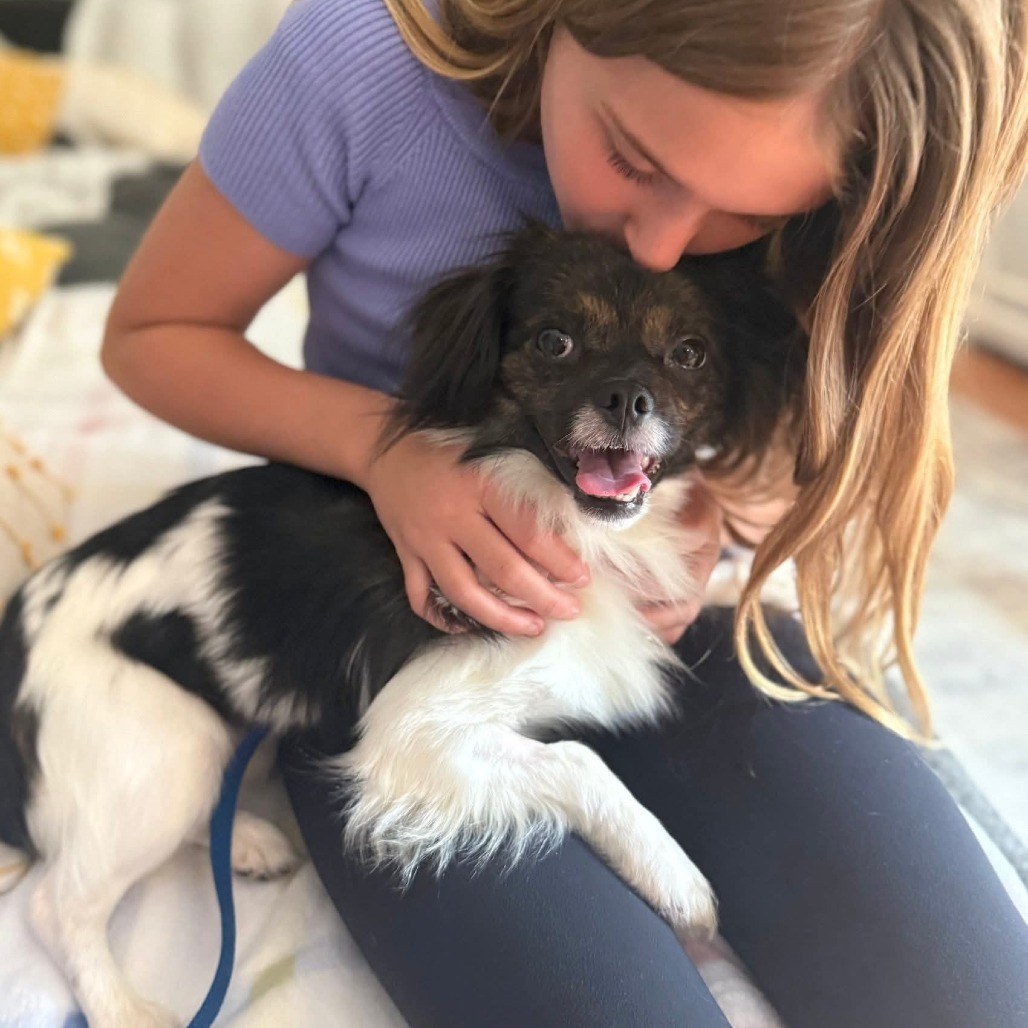 Eight-ball, an adoptable Papillon in Fredericksburg, VA, 22408 | Photo Image 6