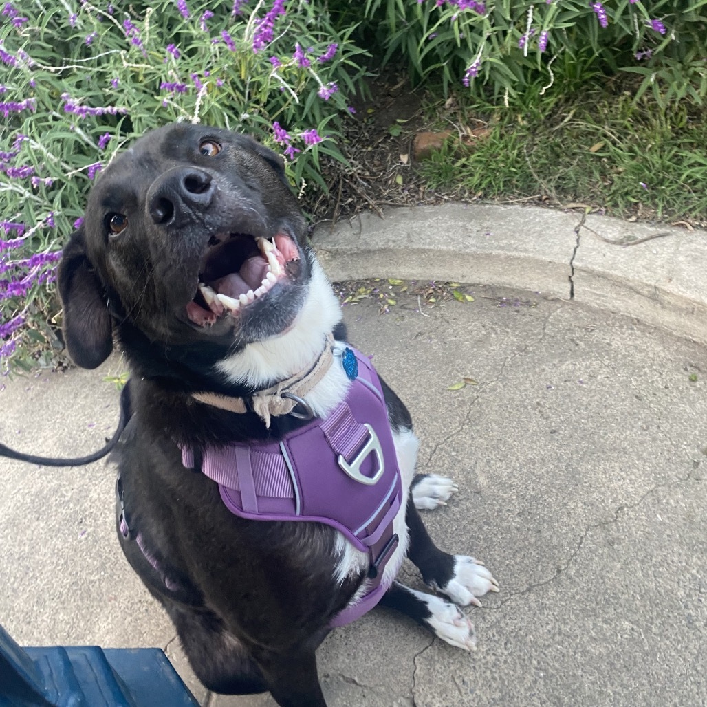 Adopt Rue
