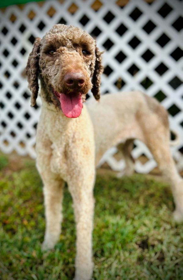 Diva Sep thumbnail 2