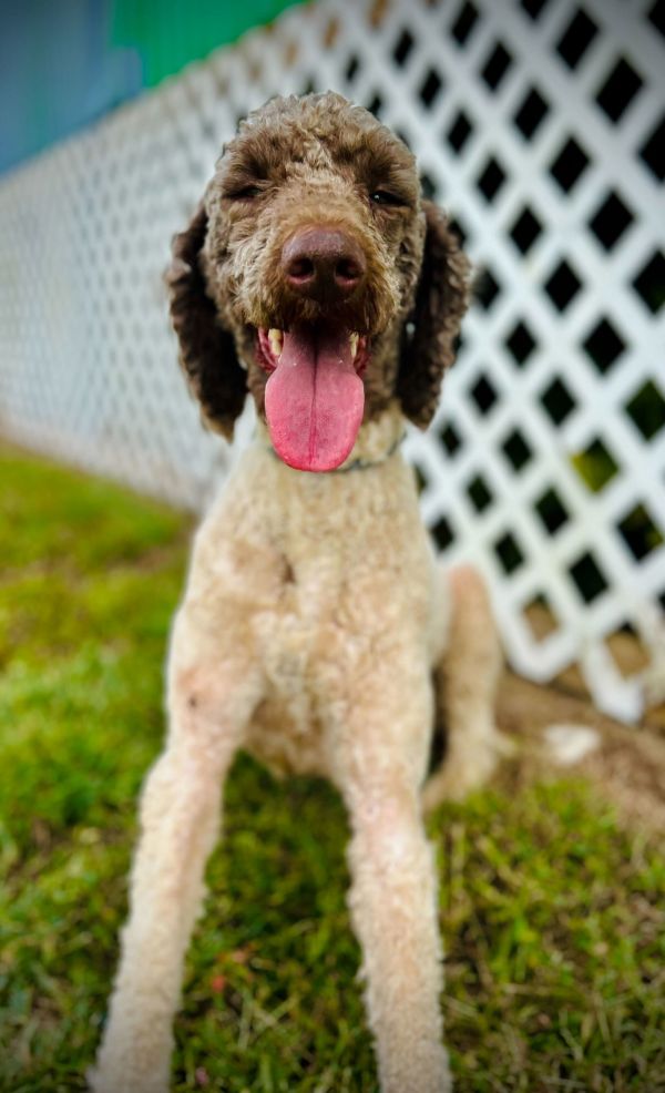 Diva Sep thumbnail 3