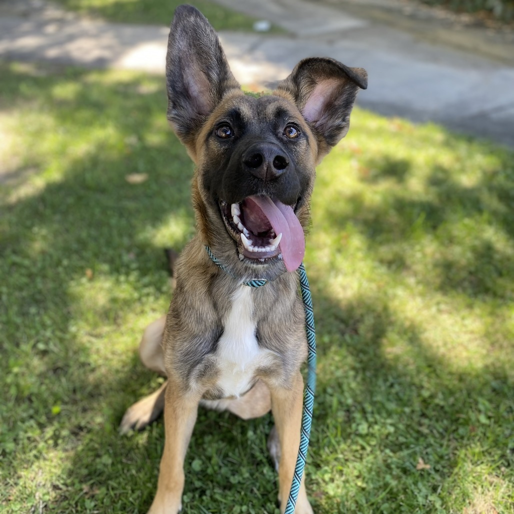 Adopt Pixie