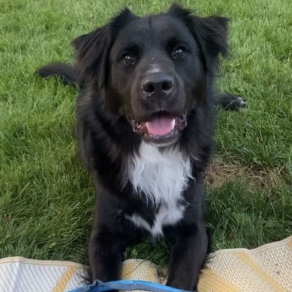 Blueberry thumbnail 3