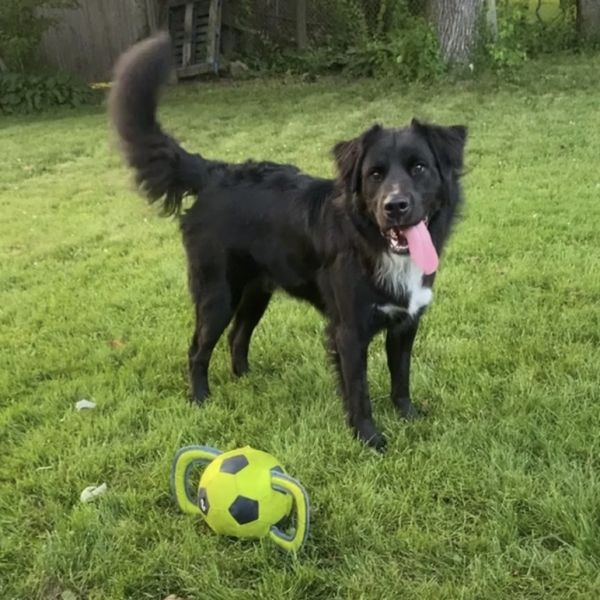 Blueberry thumbnail 4