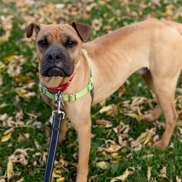 Coffeebean thumbnail 2