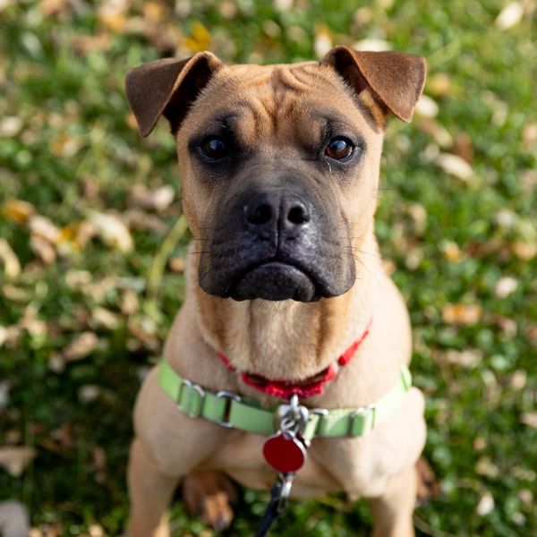 Coffeebean thumbnail 3