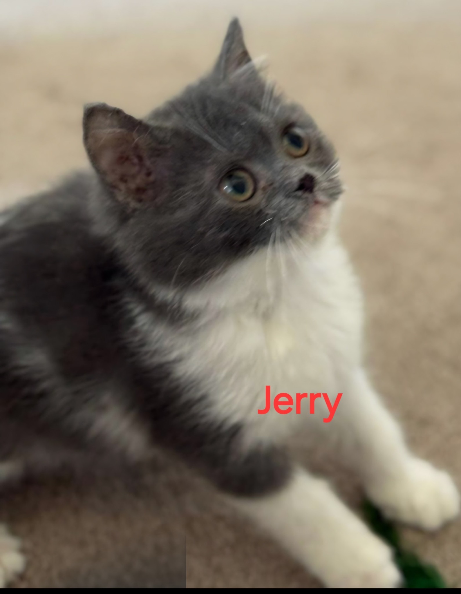 Jerry