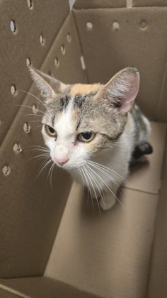 Mama Cat