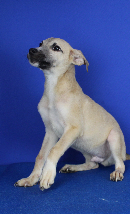 Dingo