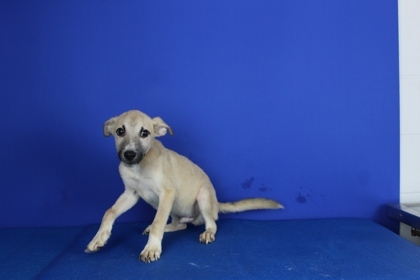 Dingo