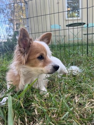 LuLu