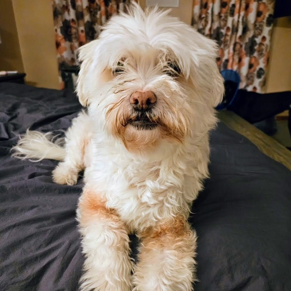 Zeusy, an adoptable Havanese, Shih Tzu in Reynoldsburg, OH, 43068 | Photo Image 2