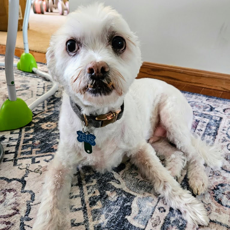 Zeusy, an adoptable Havanese, Shih Tzu in Reynoldsburg, OH, 43068 | Photo Image 3
