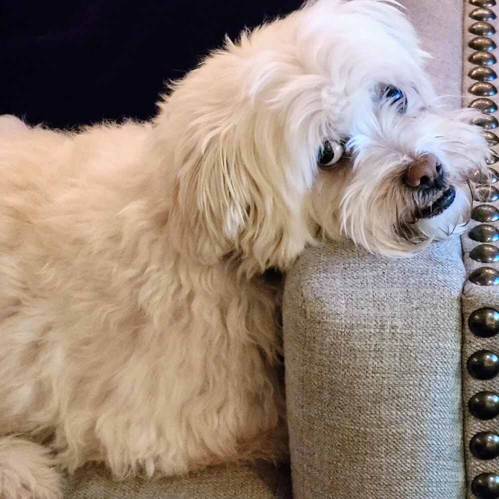 Zeusy, an adoptable Havanese, Shih Tzu in Reynoldsburg, OH, 43068 | Photo Image 6