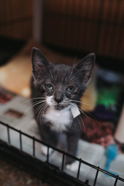 A Lady Purrs Alot photo 1