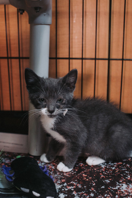 A Lady Purrs Alot thumbnail 2