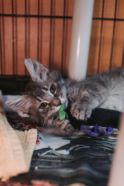 A King Charles photo 1