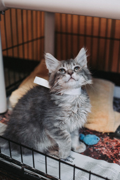 A King Charles thumbnail 2