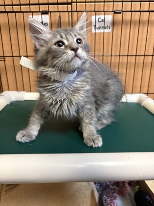 A King Charles thumbnail 3