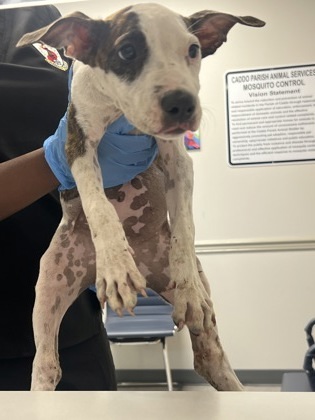 Candy Corn thumbnail 2