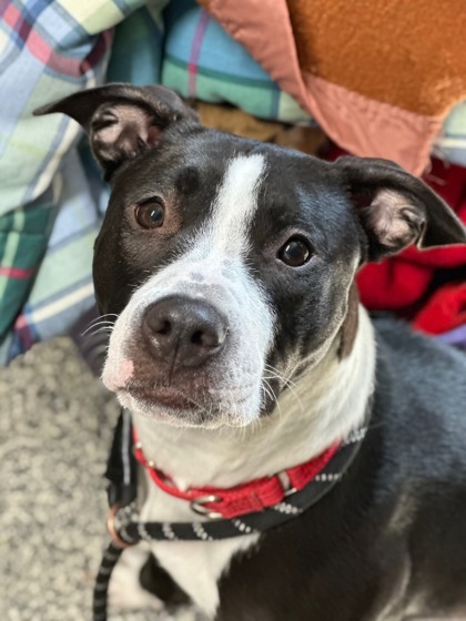 Cookie, an adoptable Mixed Breed in Rhinelander, WI, 54501 | Photo Image 1
